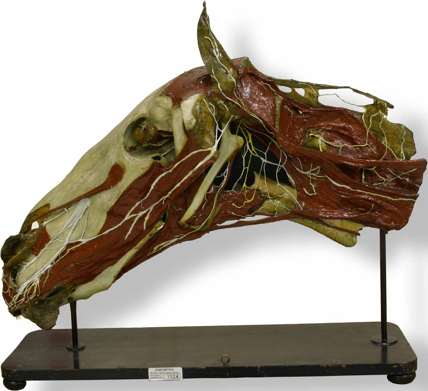 MuseoAnatomiaAnimaliDomestici_1.jpg