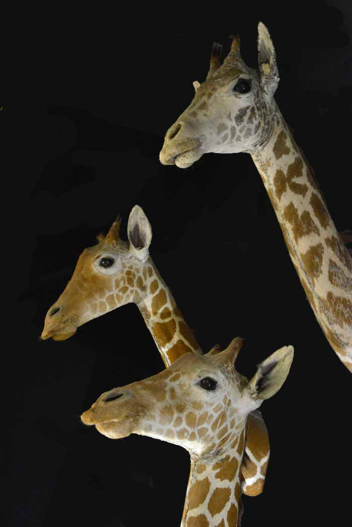 Collezione di Zoologia